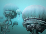 Jellyfish by Taron