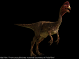 Oviraptor Test from unpublished material curtesey of FidaFilm / Sinefekt - Kursad Karatas