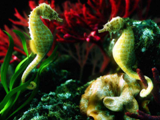 Coral SeaHorses by Sergio Gaires