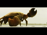 CStar_Vs_Crab from Plankton Invasion - the web series by Thuristar