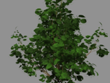 ribes_rubrum by Ray Cros