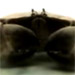 www.projectmessiah.com